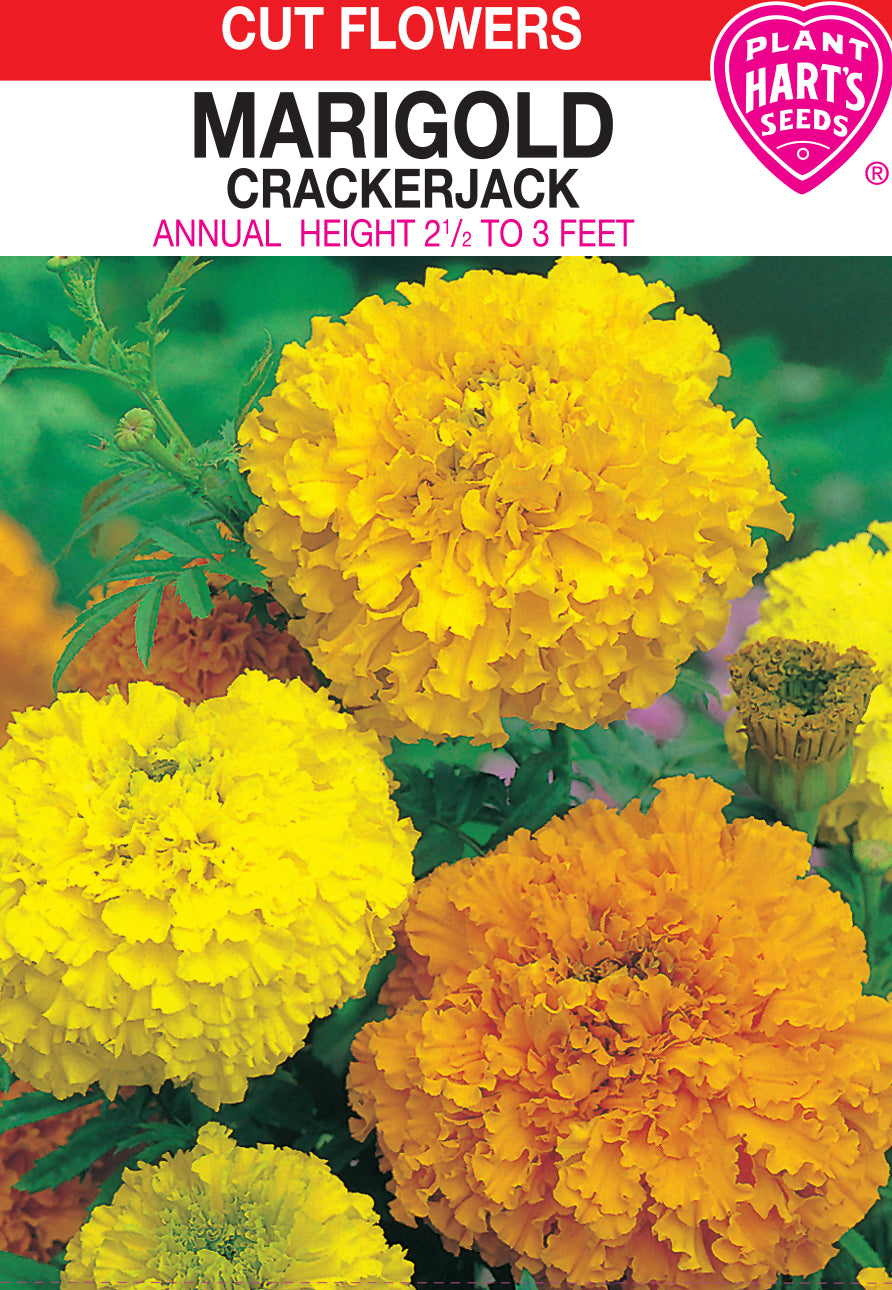 Marigold Crackerjack
