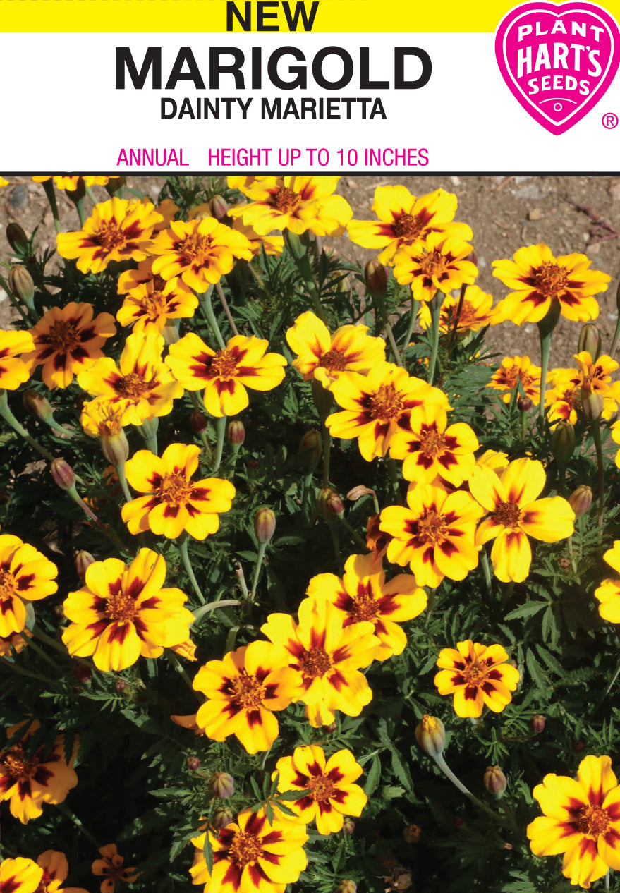 Marigold Dainty Marietta