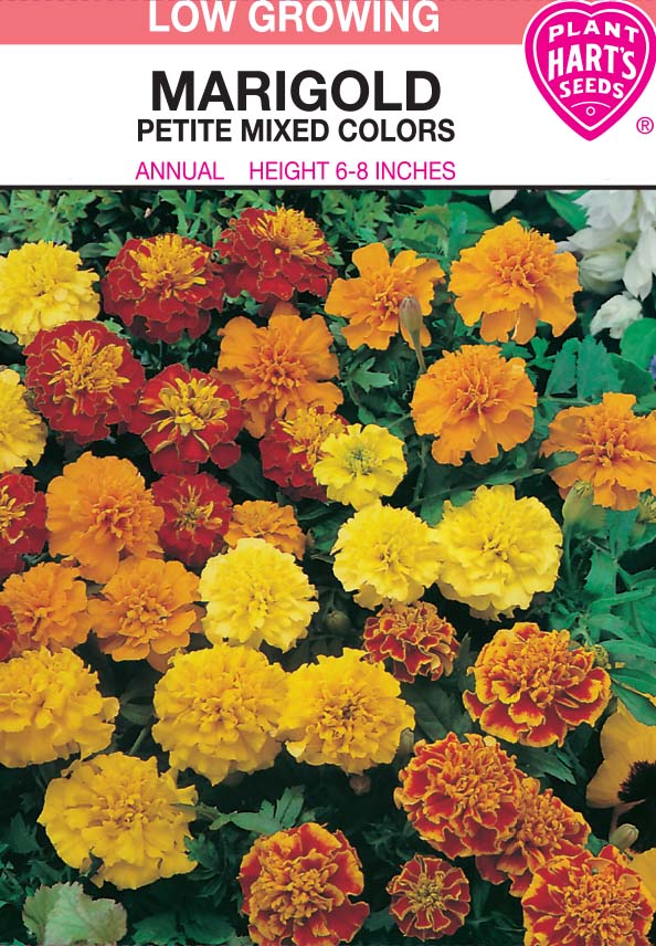 Marigold Petite Mixed