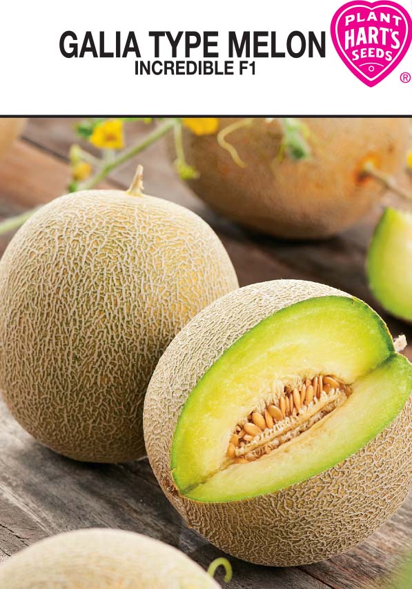 Melon Galia Incredible