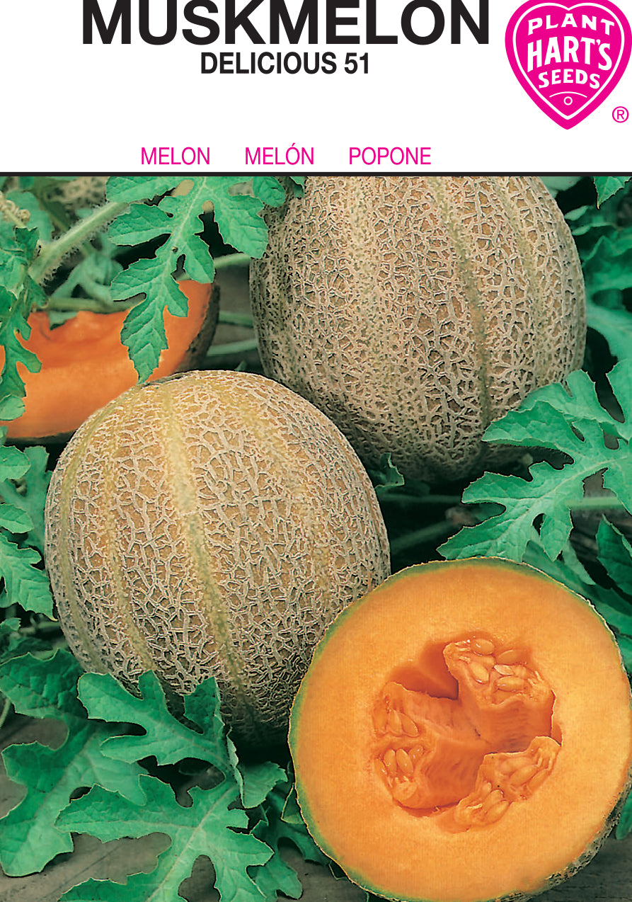 Melon Muskmelon Delicious 51