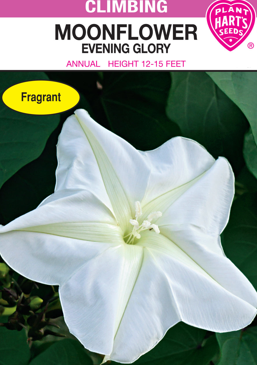 Moonflower Evening Glory