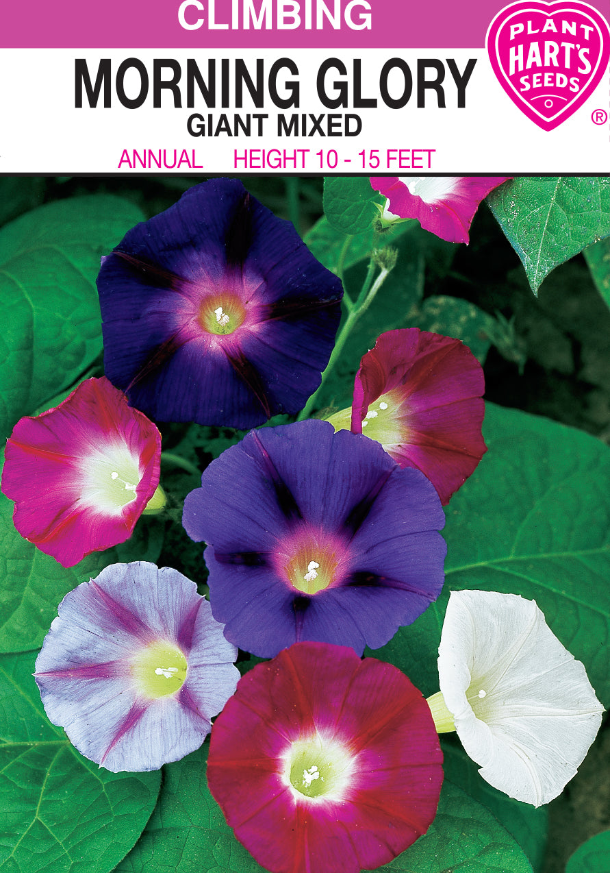 Morning Glory Giant Mixed