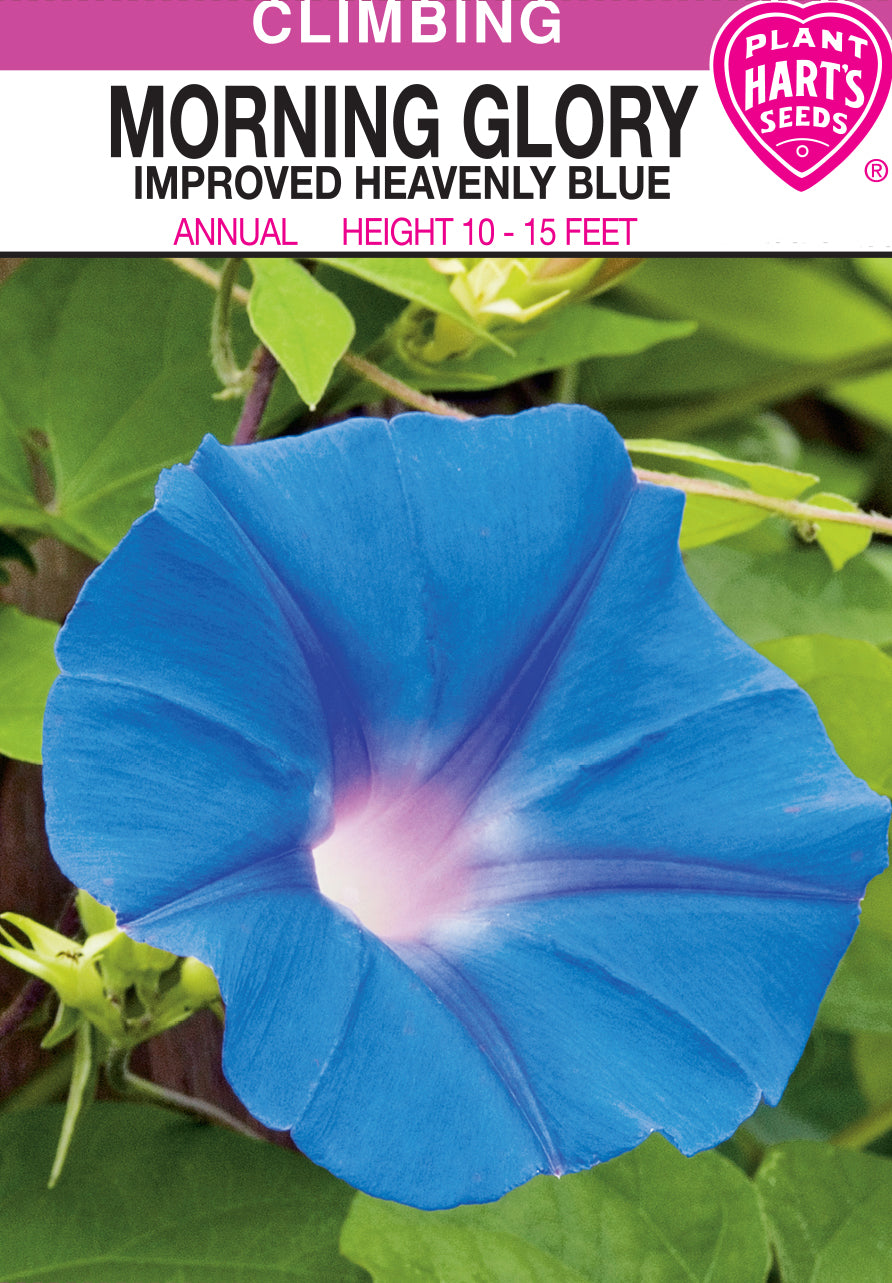 Morning Glory Heavenly Blue
