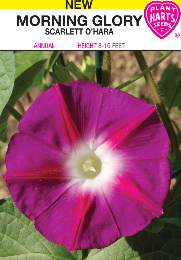 Morning Glory Scarlett O'Hara