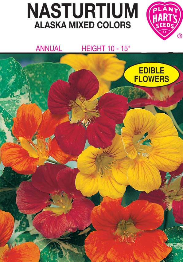 Nasturtium Alaska
