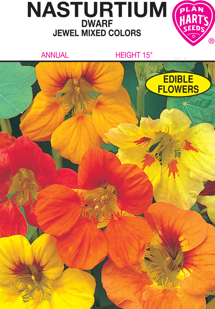 Nasturtium Dwarf Jewel