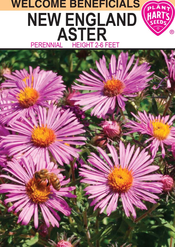 Aster New England