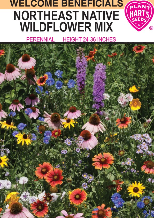 Wildflower Northeast Native Mix – Plants Hart's Seeds