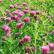 Clover Medium Red