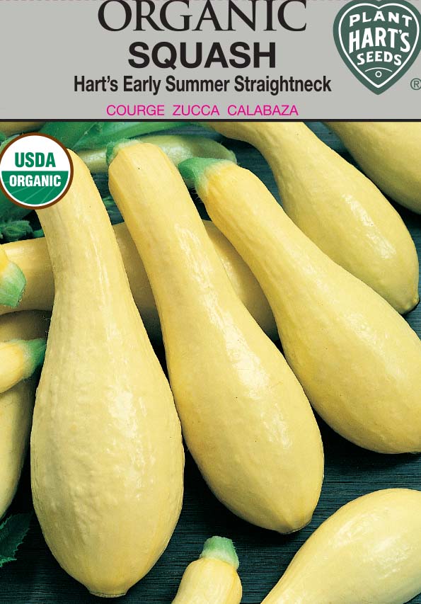 Squash Hart's Straightneck Organic