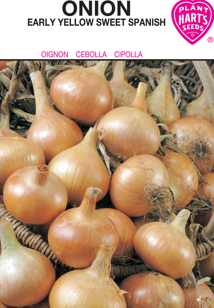Onion Sweet Spanish