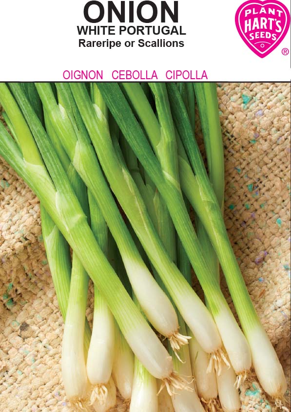 Onion White Portugal