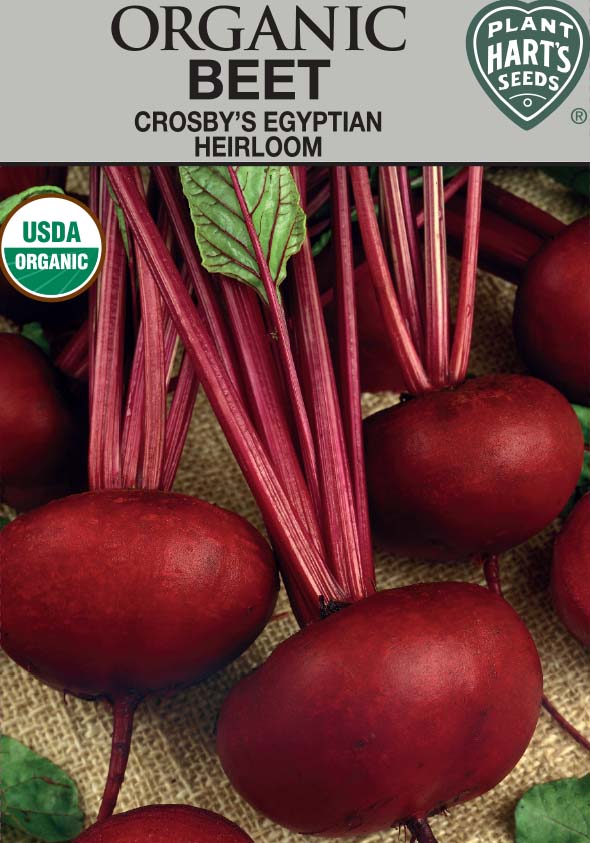 Beet Crosby Egyptian Organic