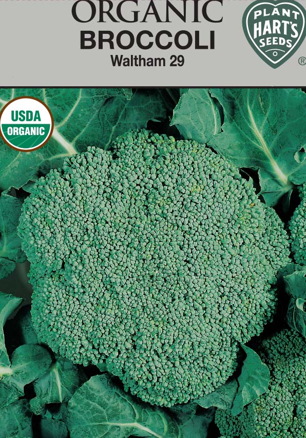 Broccoli Waltham 29 Organic