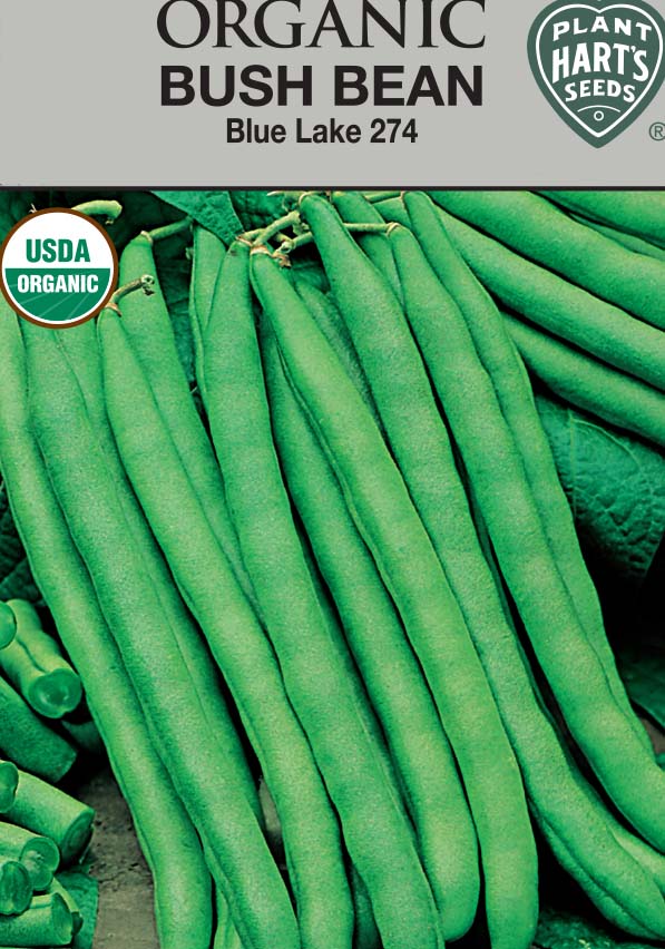Bean Blue Lake Bush Organic