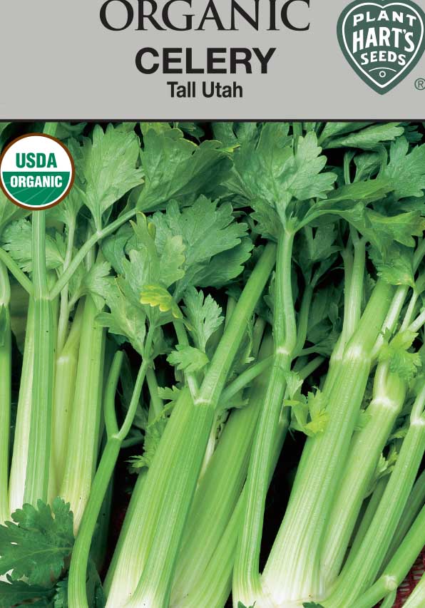 Celery Tall Utah Organic