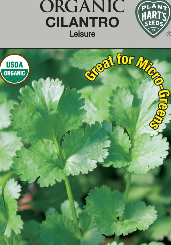 Cilantro Leisure Organic