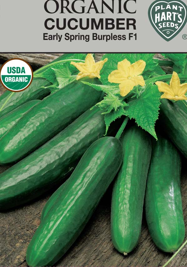 Cucumber Early Spring Burpless Organic