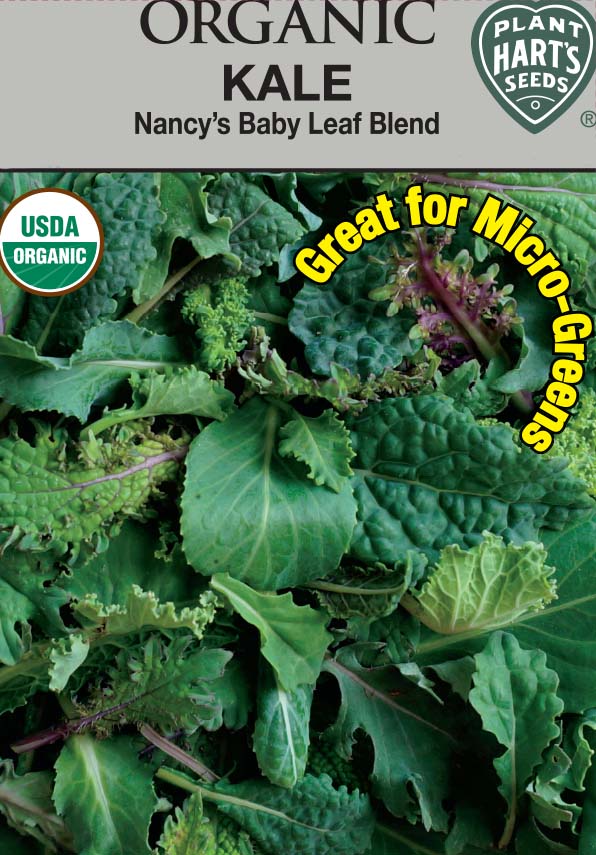 Kale Nancy's Baby Leaf Blend Organic