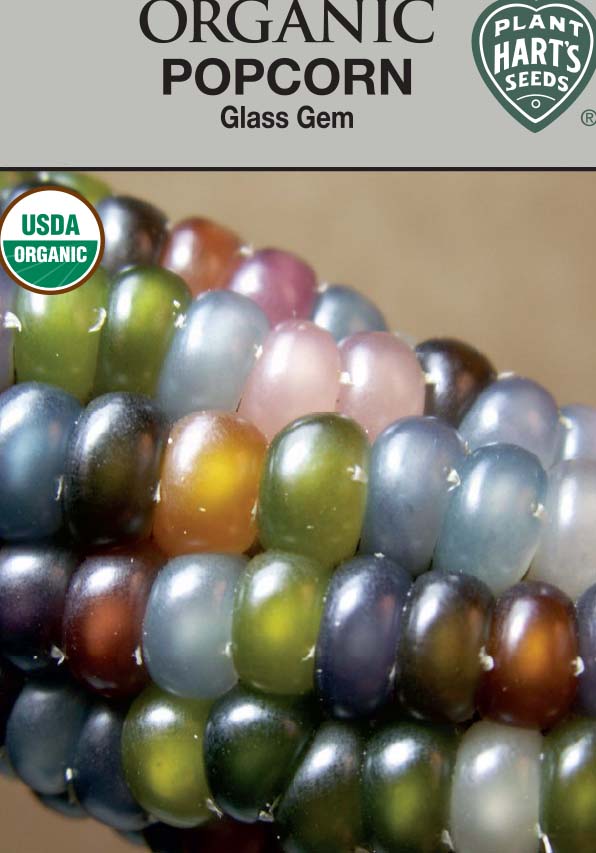 Corn Glass Gems Ornamental/Popcorn Organic