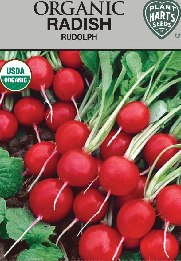 Radish Rudolph Organic