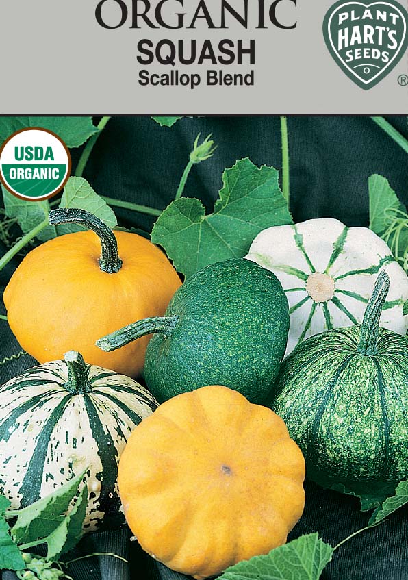 Squash Bush Scallop Blend Organic