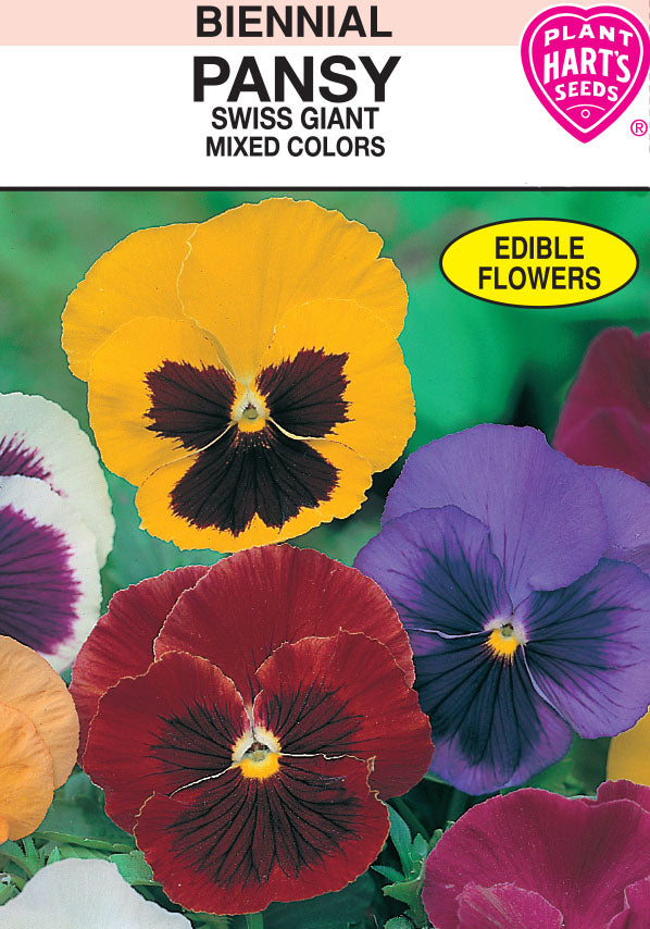 Pansy Swiss Giant