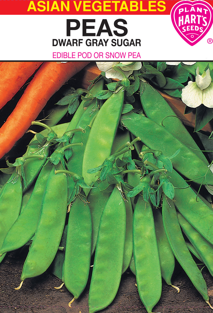 Pea Dwarf Gray Sugar Snow