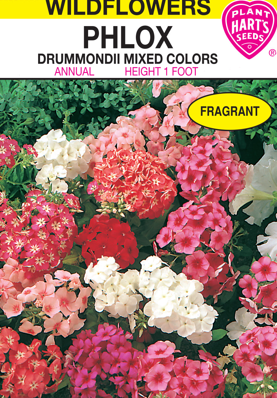 Phlox Drummondii