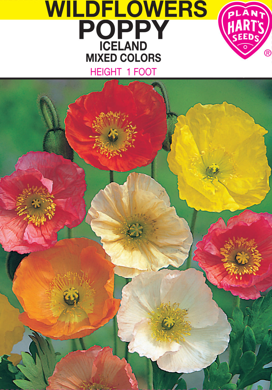 Poppy Iceland