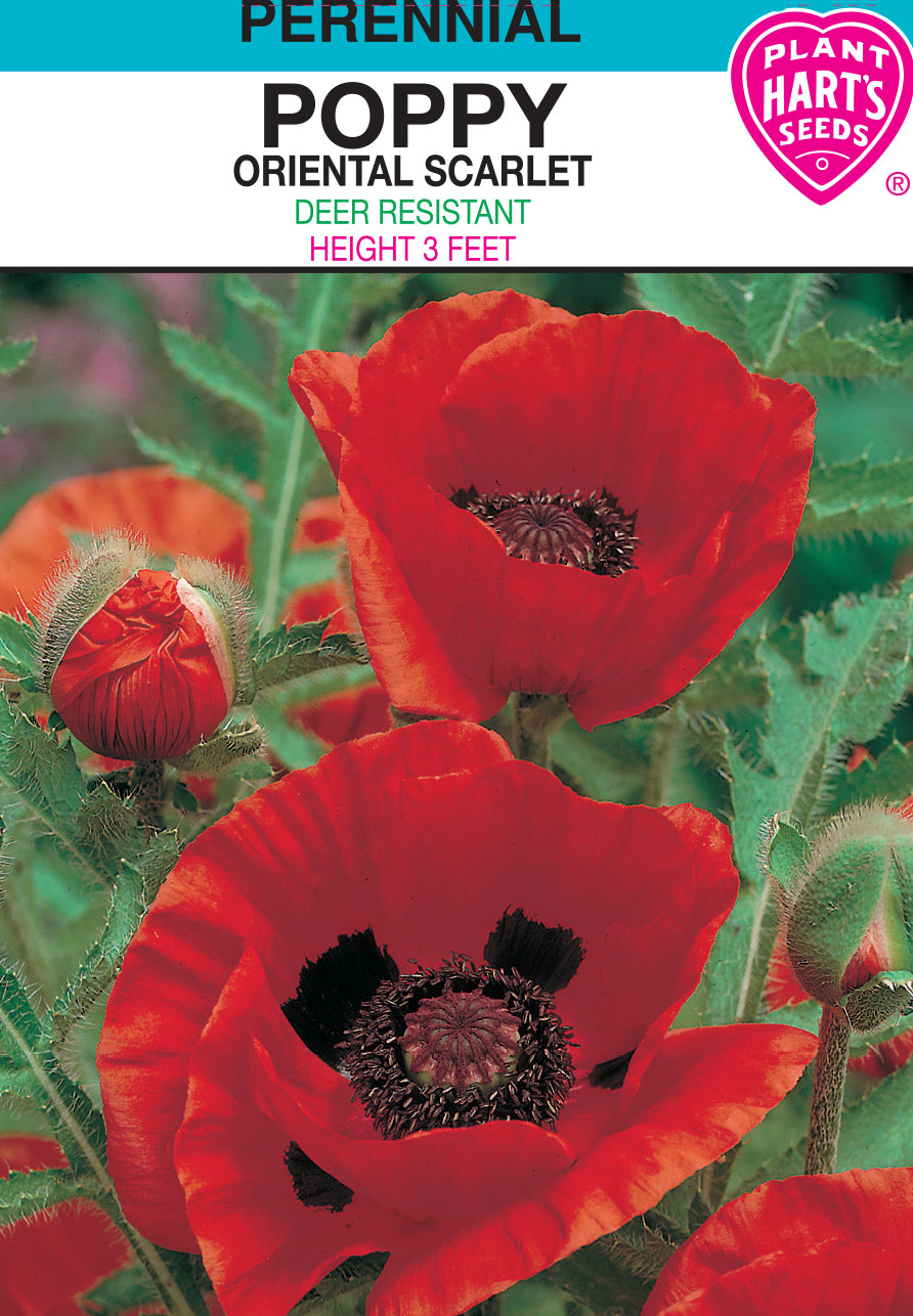 Poppy Oriental Scarlet
