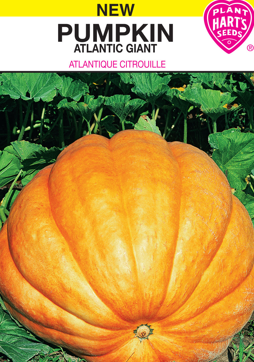 Pumpkin Atlantic Giant