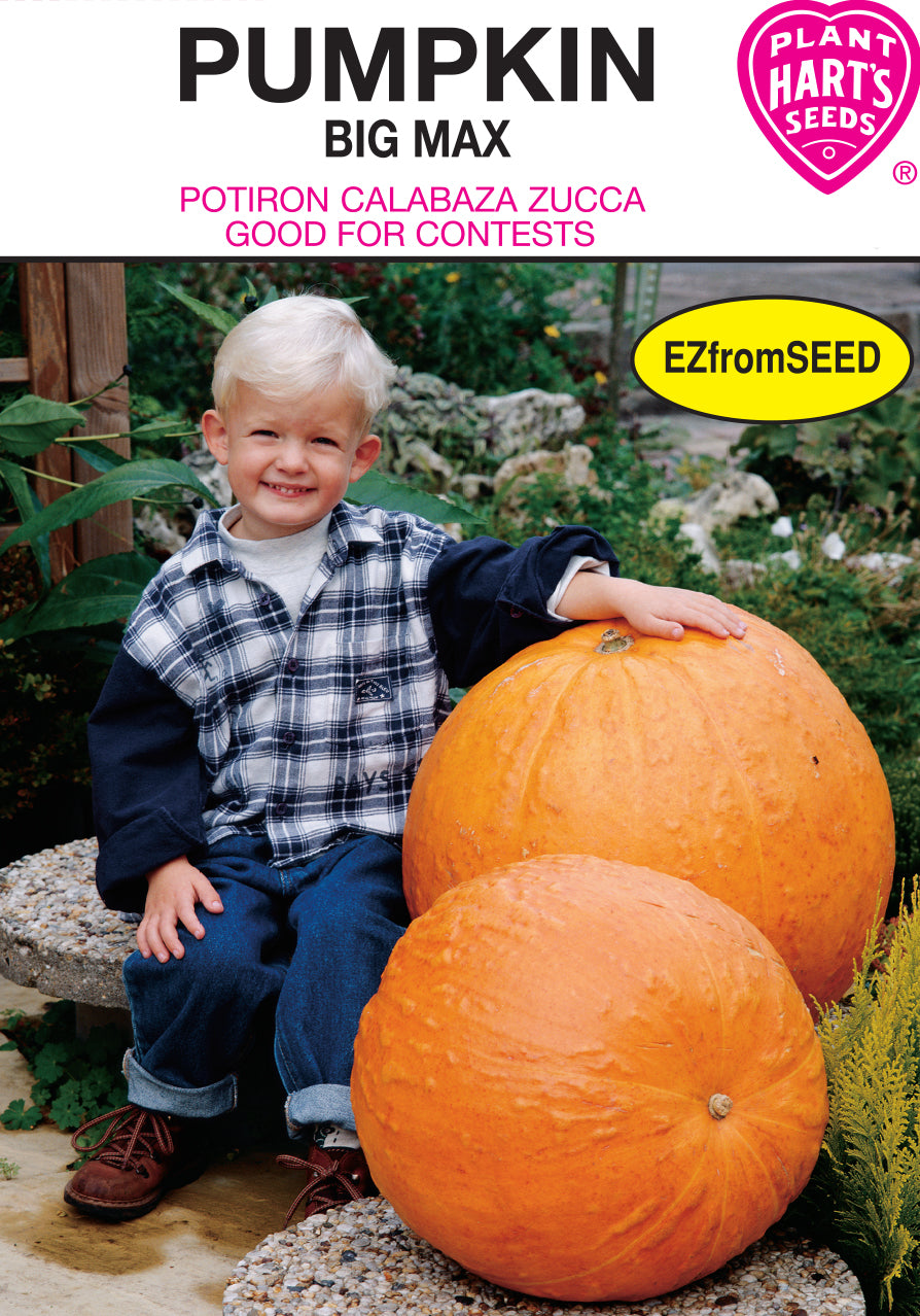 Pumpkin Big Max