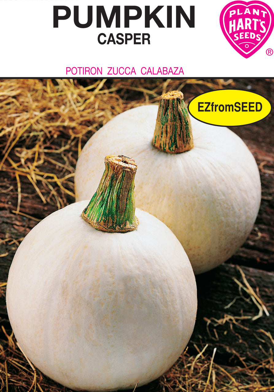 Pumpkin Casper (White)