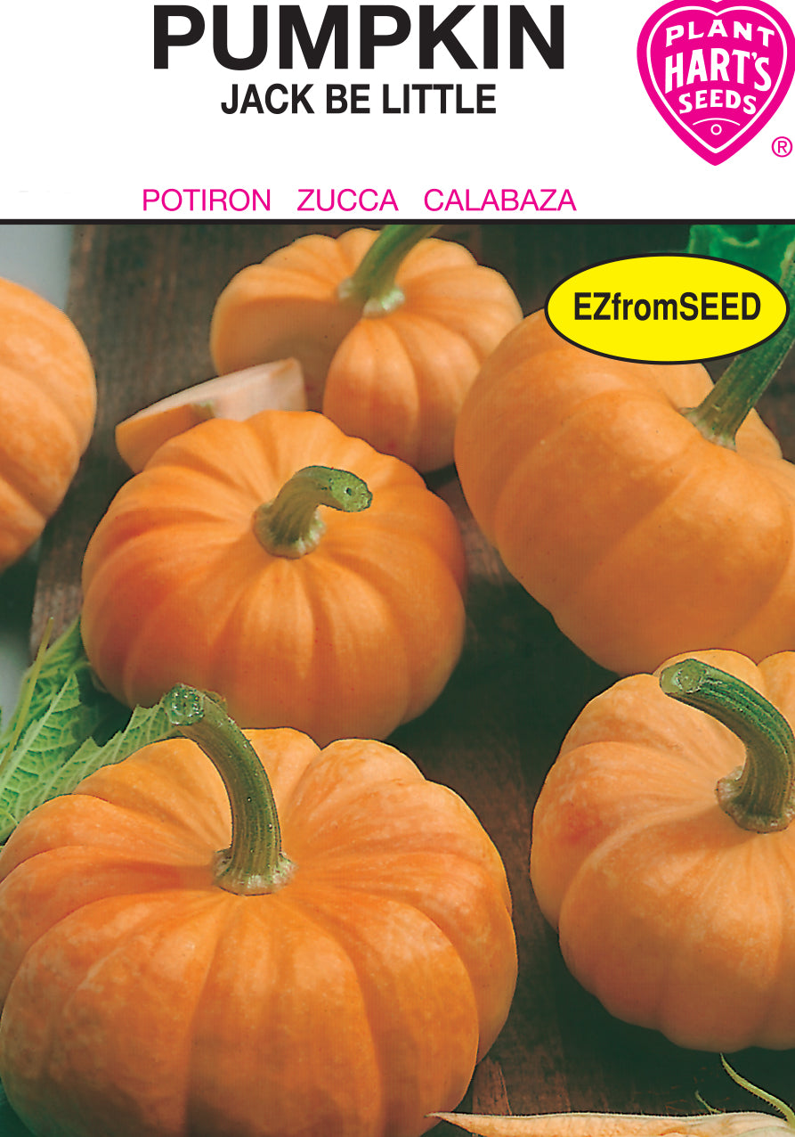 Pumpkin Jack Be Little