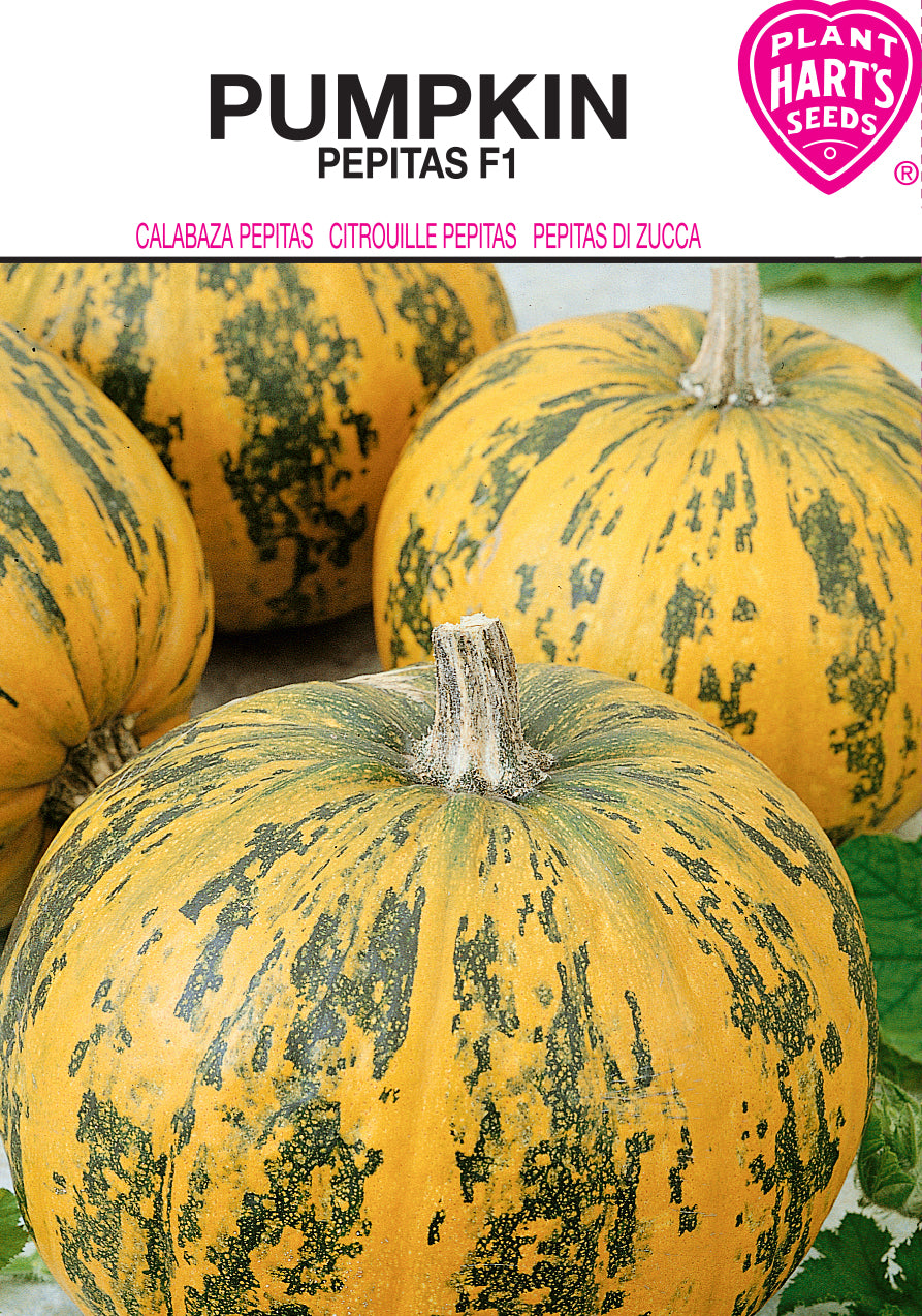 Pumpkin Pepitas F1