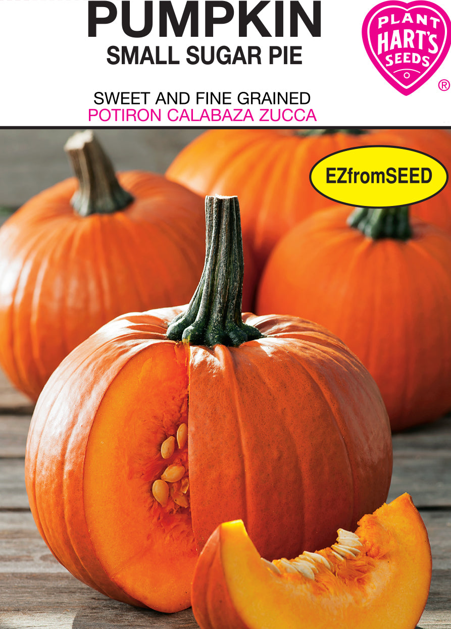Pumpkin Small Sugar