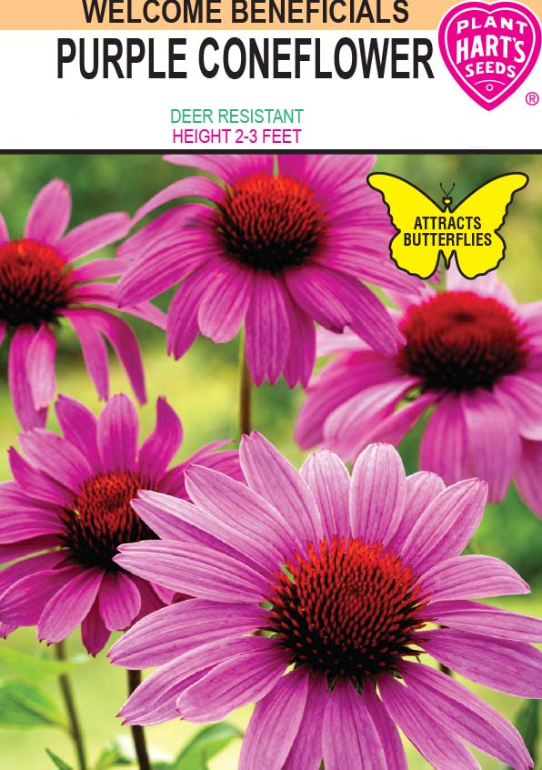 Coneflower Purple