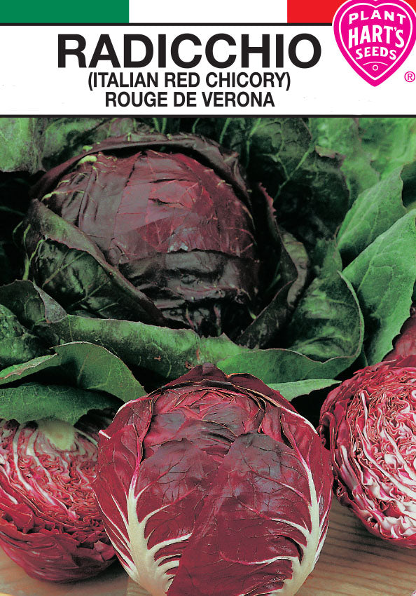 Radicchio
