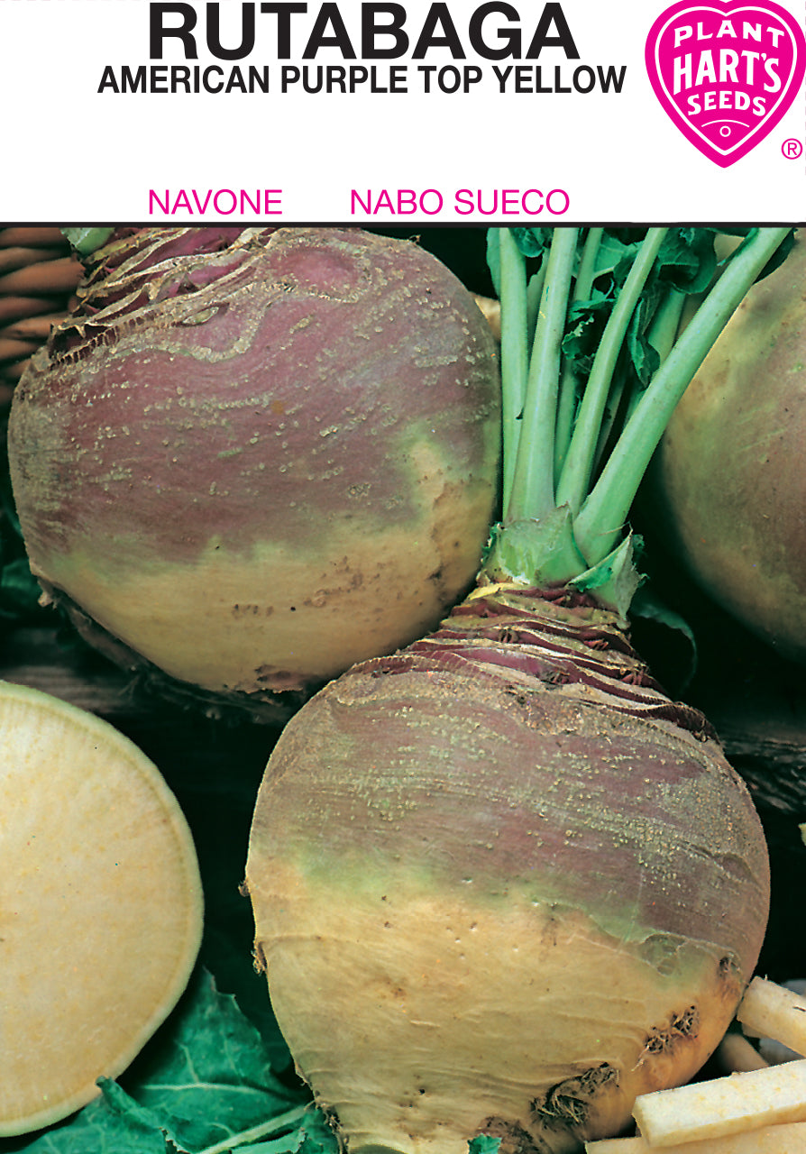Rutabaga Purple Top