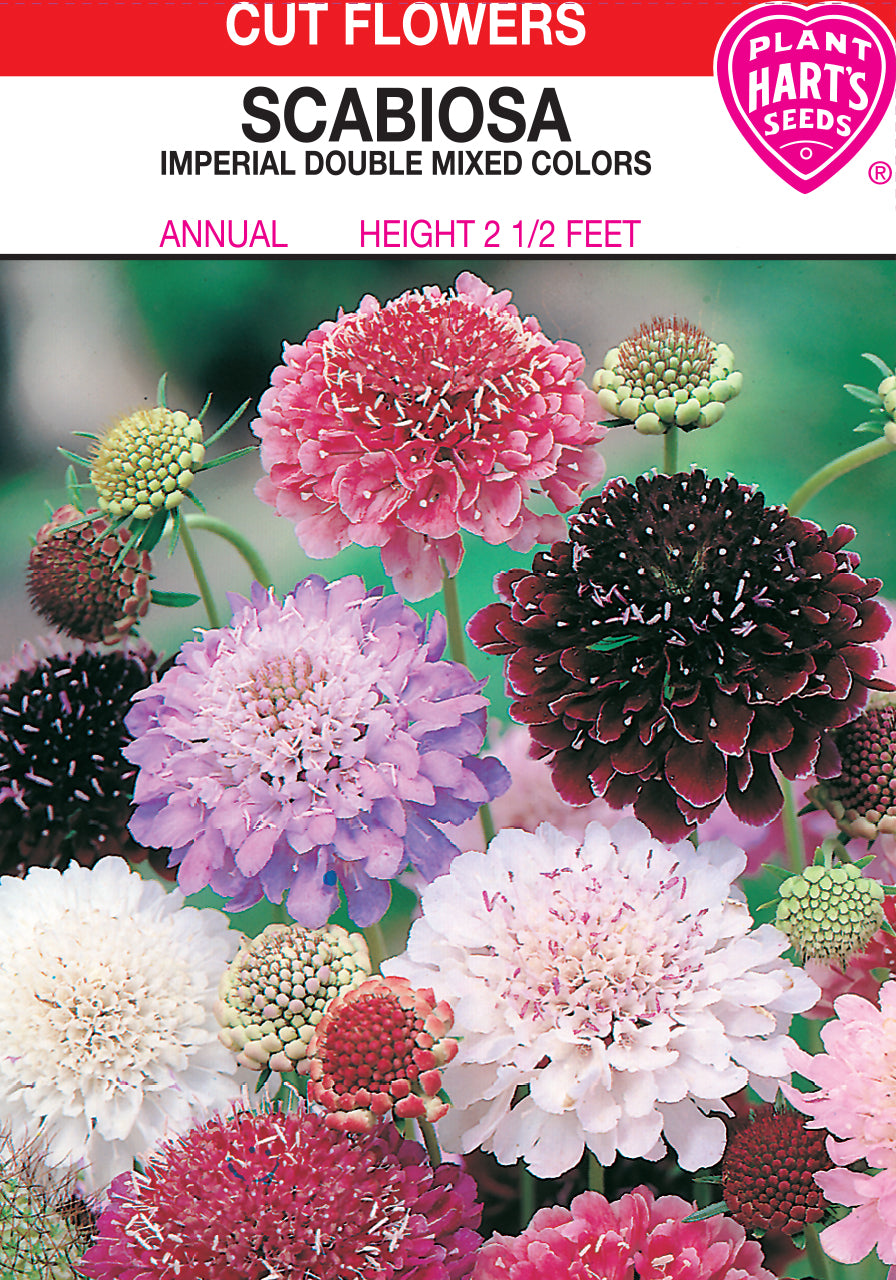 Scabiosa Imperial Mix