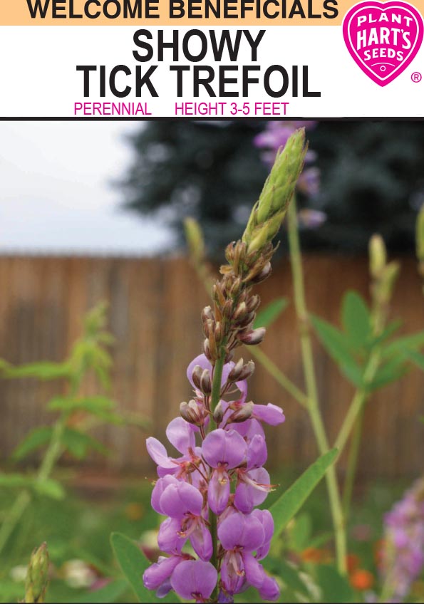 Trefoil Showy Tick