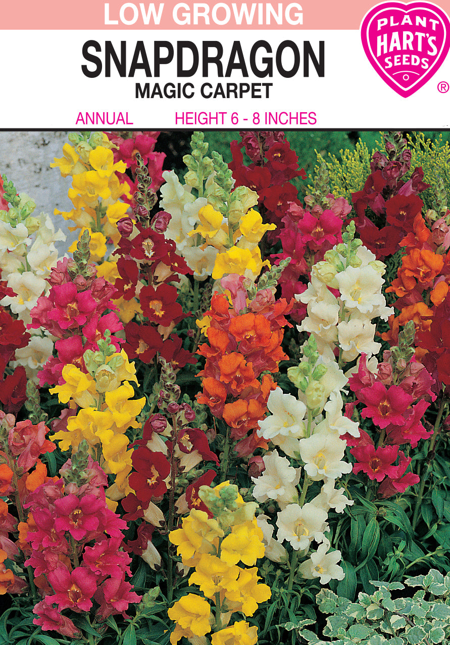 Snapdragon Magic Carpet