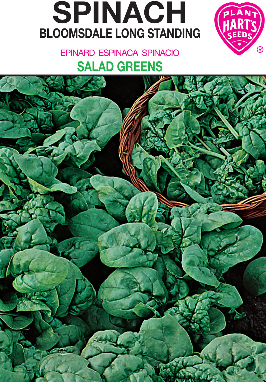 Spinach Bloomsdale