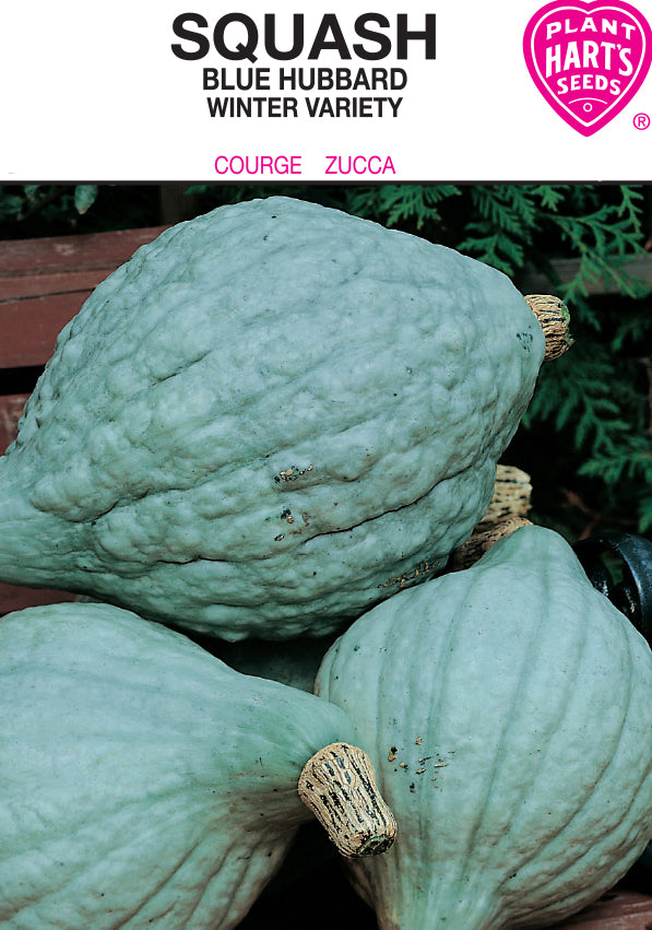 Squash Blue Hubbard