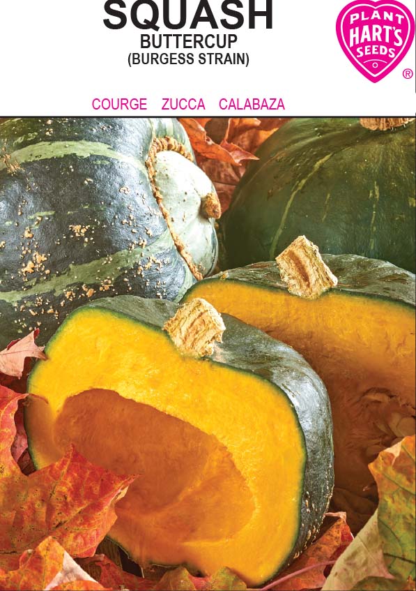 Squash Buttercup