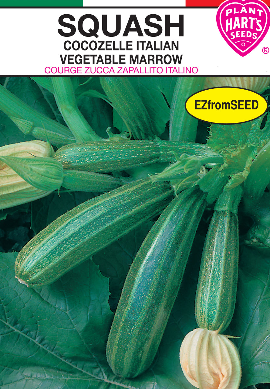 Squash Cocozelle