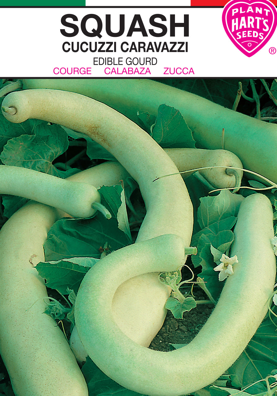 Squash Cucuzzi Caravazzi