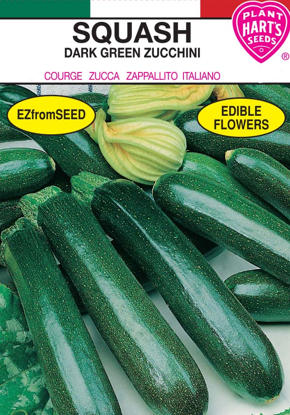 Squash Dark Green Zucchini